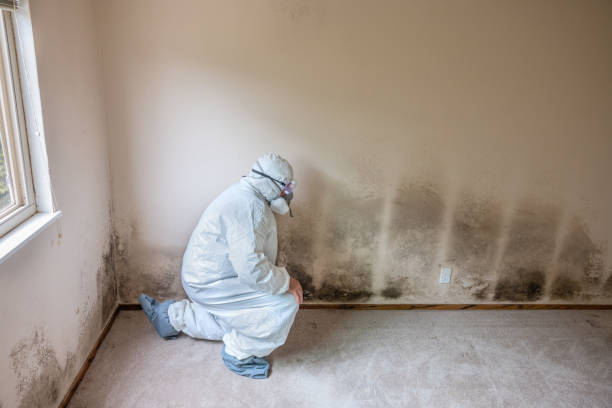 Best Industrial Mold Remediation in USA